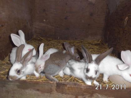 Kaninchen- Juntiere sowie Schlachtkaninchen zu verkaufen
