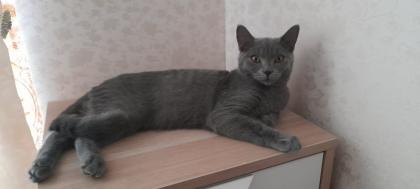 Britisch kurzhaar beby kitten 4 monate