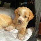 Rubie sucht ein passendes Zuhause