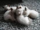 Siamkitten zu verkaufen noch 2 Jungen frei