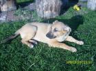Malinois. mix Welpen