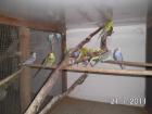 Verschiedene Vögel aus eigener Zucht