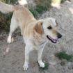 Kylo - unfassbar freundlich zu Hunden und Menschen