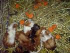 Rosetten . Meerschweinchen - Babys abzugeben