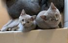BKH Kitten suchen ein liebevolles zu Hause