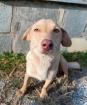 Nelli sucht ein passendes Zuhause