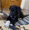 Blackie - liebt es zu kuscheln