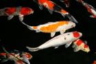 Versand von Teichfischen-Koi Karpfen-Biotopfischen / Fa. Fördefisch