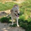 Kylo / Status sucht ein Zuhause