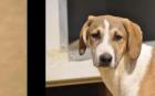 Tonja sucht ein passendes Zuhause