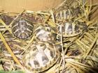 Nachzuchten Griechische Landschildkröten THH und THB