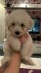 Goldendoodle Medium Samojede