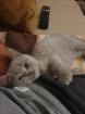 BKH Kitten Abgabebereit