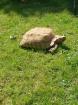 Spornschildkröte / Schildkröte
