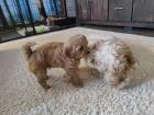 Cavapoo Pudel Welpen