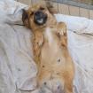 Fili / Status sucht ein Zuhause