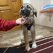 Kleon / Status sucht ein Zuhause