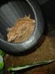 Höckerkopfgecko 0. 0. 1 mit Terrarium