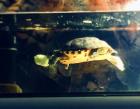 Gelbwangen Schmuckschildkröte