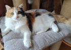 Ragdollkastratin sucht neues Personal