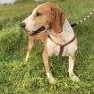 Nicole / Status sucht ein Zuhause