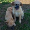 Fido / Status sucht ein Zuhause