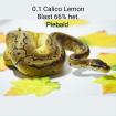 0. 2 Calico Pastel Pinstripe Calico Blast 66 Het Piebald ENZ 06. 22 Königspython