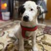 Orestes / Status sucht ein Zuhause
