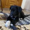 Blackie / Status sucht ein Zuhause