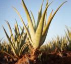 Wer verkauft gute Aloe Vera Produkte