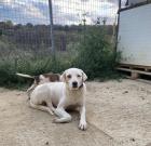 Leslie sucht ein passendes Zuhause