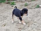 Jessy sucht ein passendes Zuhause vorgemerkt
