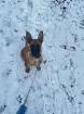 Belgischer Schäferhund Malinoi