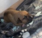8 wunderschöne Doggen Mix Rüden suchen ein neues zu Hause