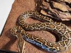 Tigerpython 0. 1