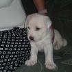 Blonder Labrador/Mix Welpe