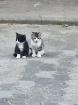 Katzen Kinder vom Bauernhof ab sofort abzugeben