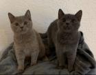 Zwei liebe BKH Kitten lilac blue weiblich