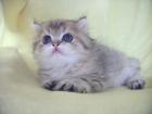 Wunderschöne Exotic Shorthair Kater golden m Stammbaum Durchgeimpft lieb u versc