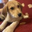 Irma / Status sucht ein Zuhause