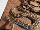 Tigerpython 0. 1 bivitattus
