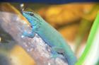 1. 0 Lygodactylus williamsi Himmelblauer Zwergtaggecko Männchen